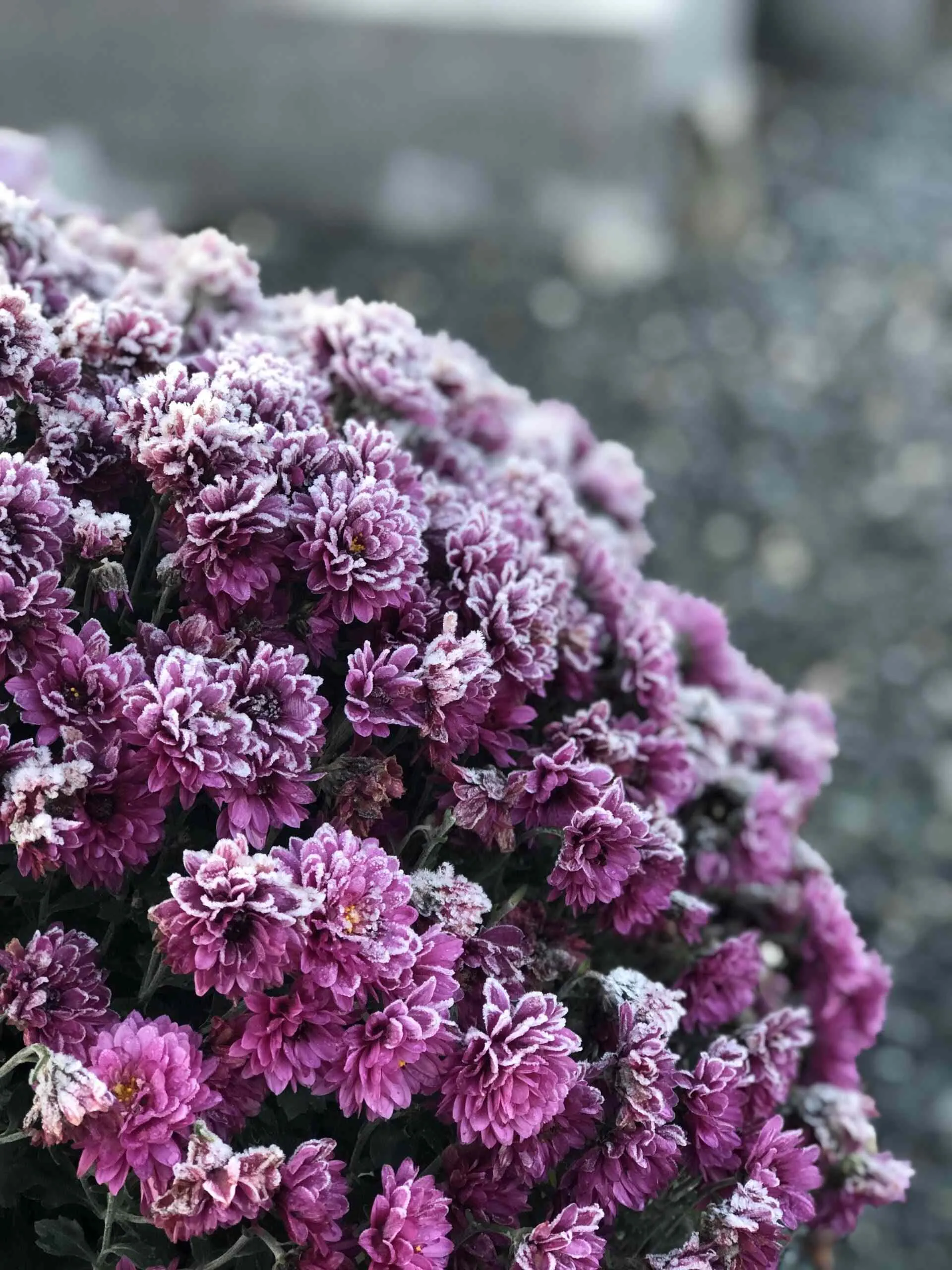 Composition de chrysanthèmes violets recouverts de givre